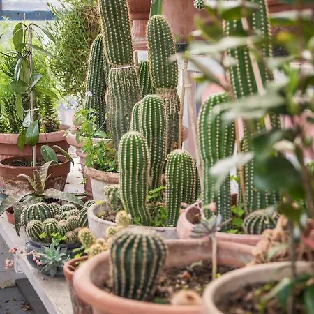 Miello Nelle Langhe Bed & Breakfast