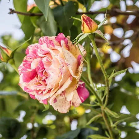 Bed & Breakfast Miello Nelle Langhe Mango