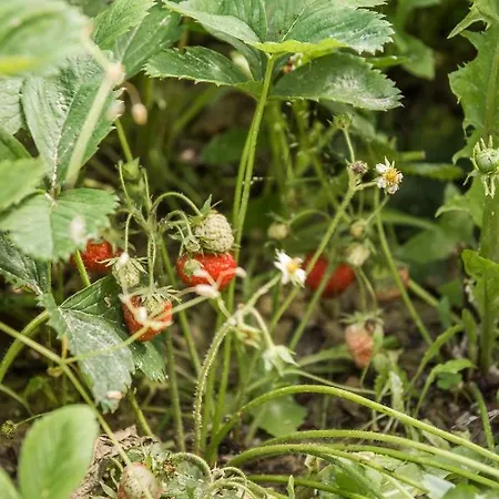 Bed & Breakfast Miello Nelle Langhe 4*